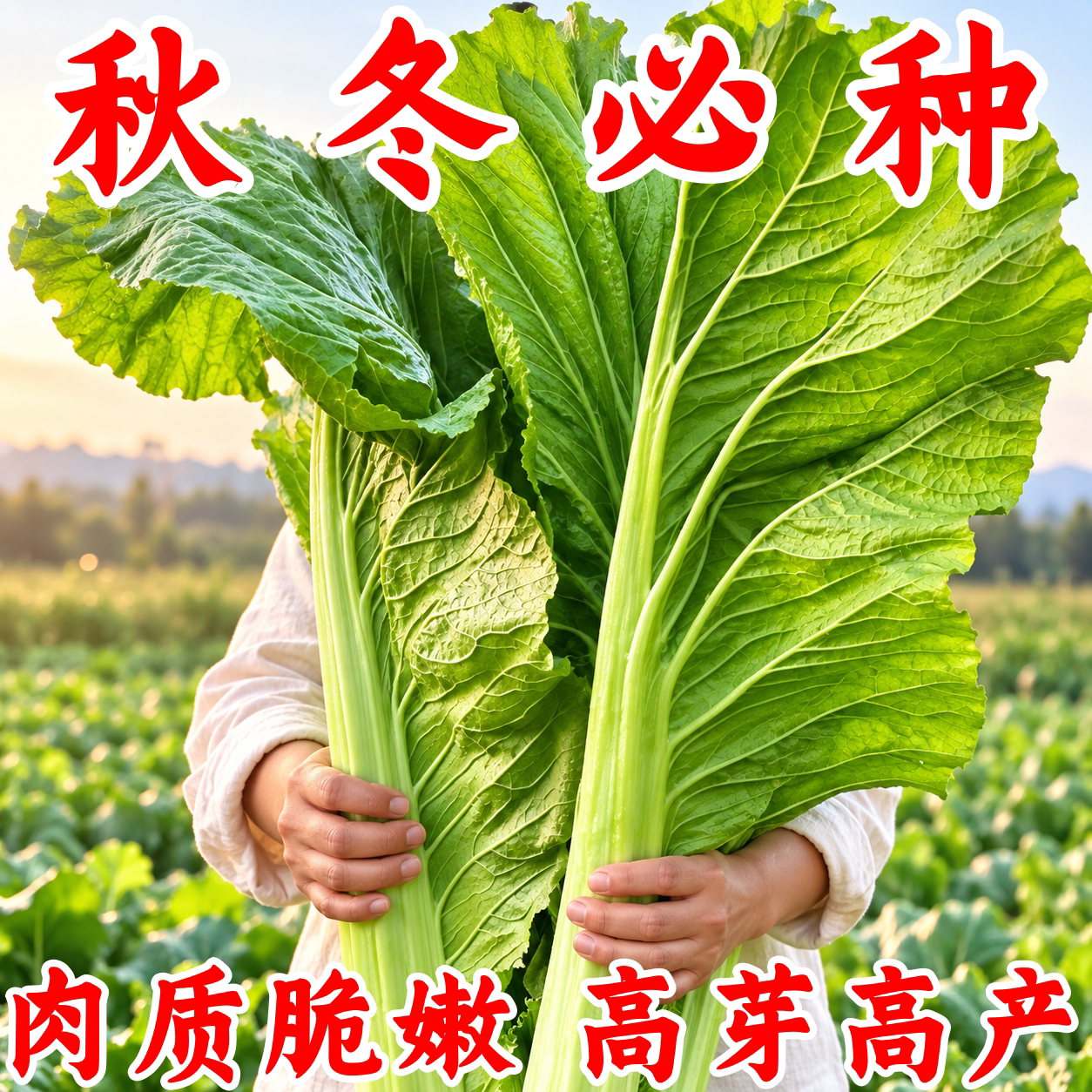 四季播大肉甜芥菜种子阳台大叶