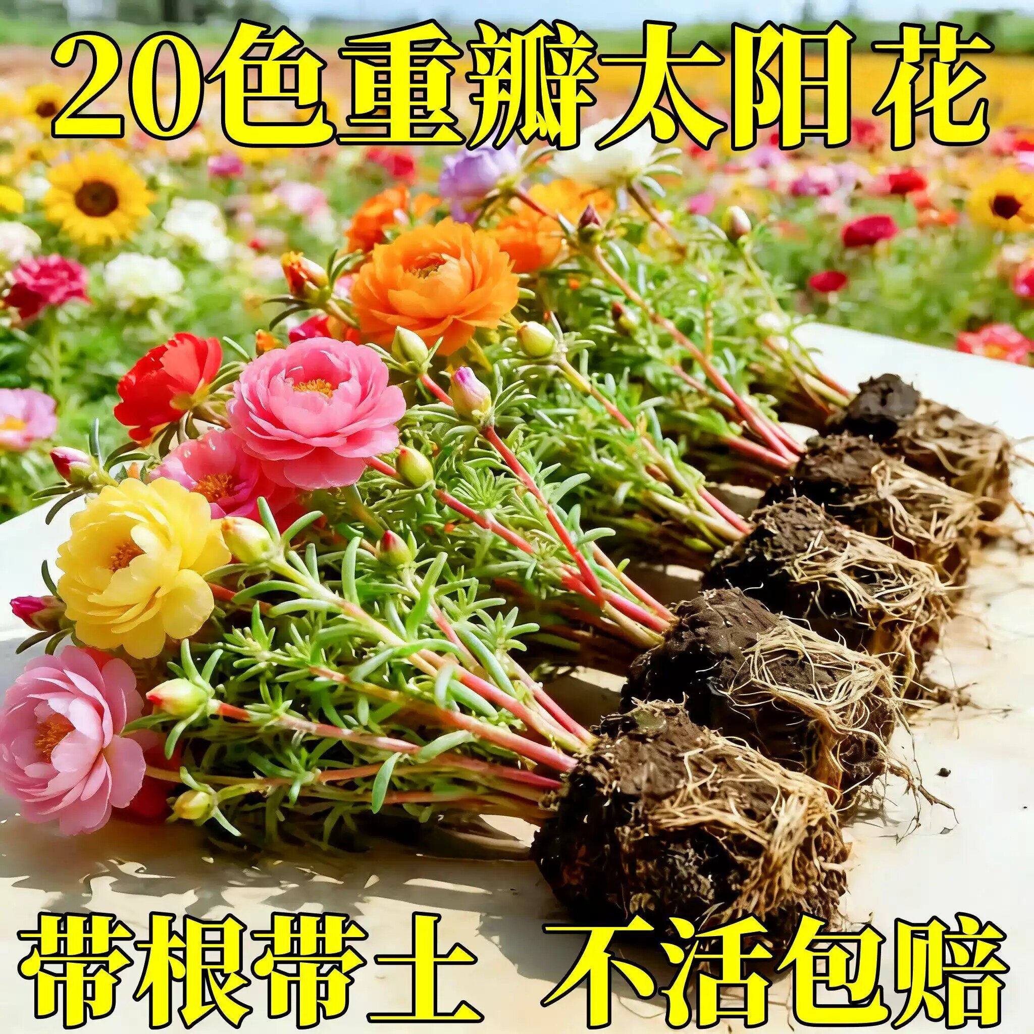 重瓣太阳花苗带根带苞易养盆栽