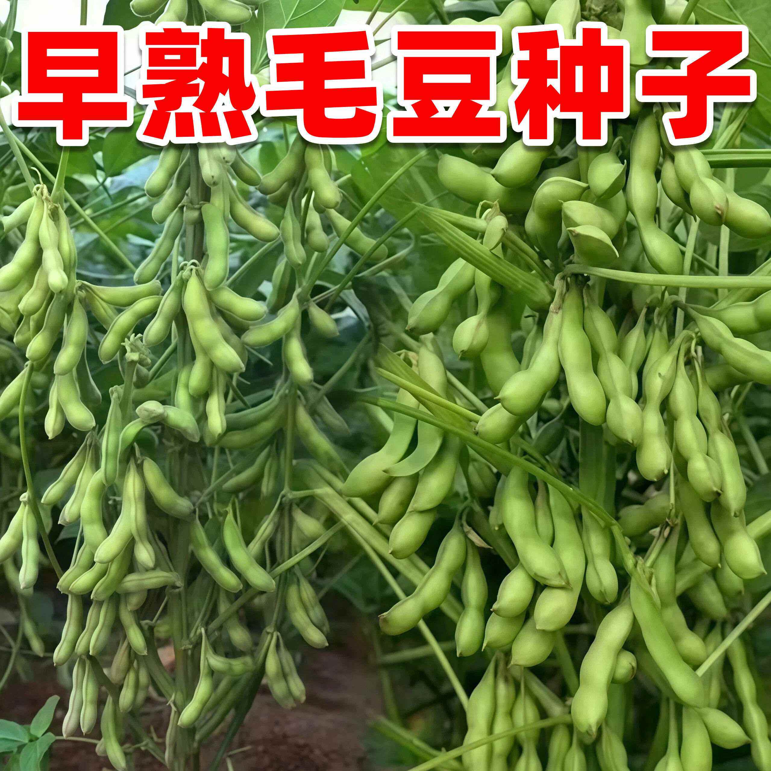 早熟毛豆种子春播阳台盆栽高产矮生毛豆鲜食毛豆农家大田高产抗病