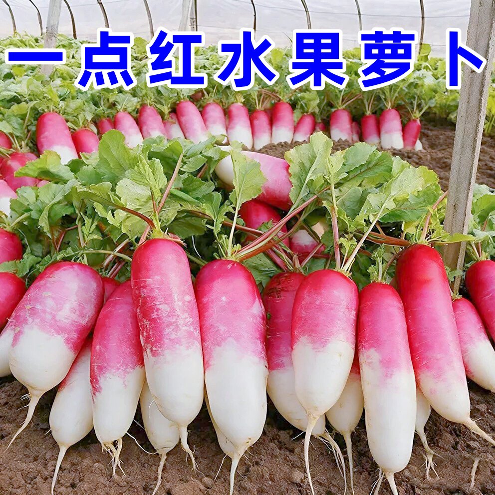 一点红水果萝卜种子四季可播