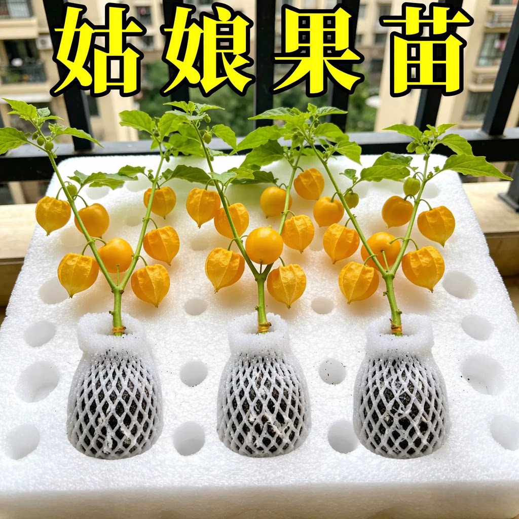 正宗东北超甜带土姑娘果苗