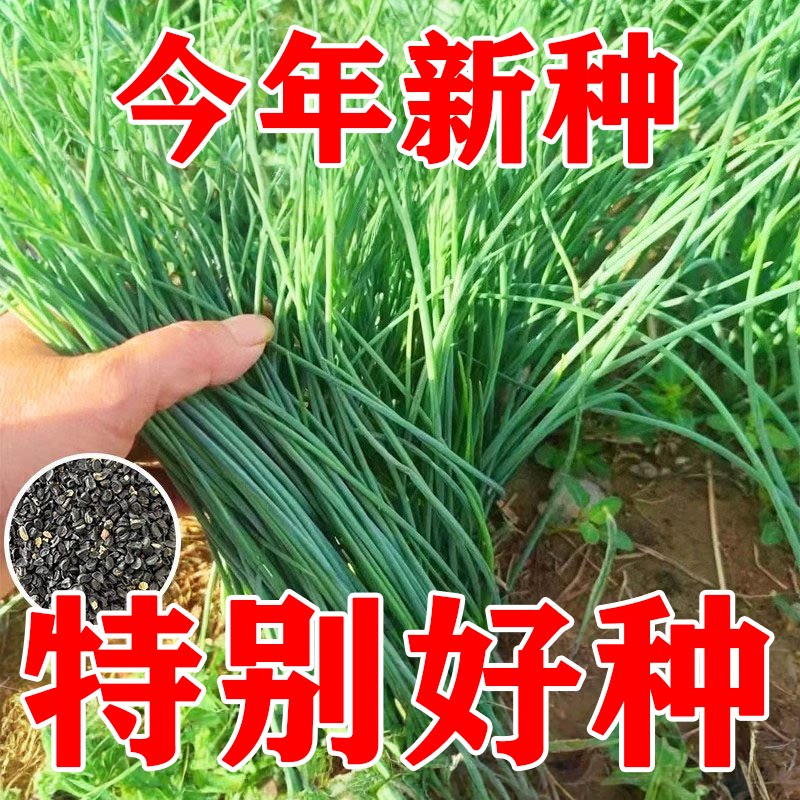 野生沙葱种子耐寒耐旱盆栽