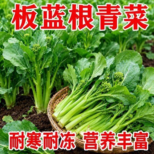 板蓝根青菜种子高产脆嫩四季播