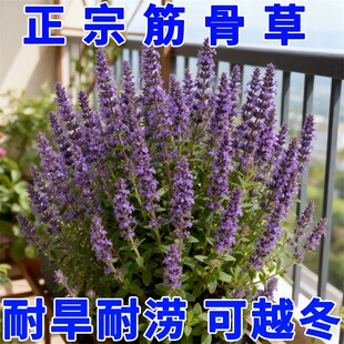 姬十二单筋骨草盆栽多年生耐阴地被植物庭院花镜花卉四季常绿耐寒