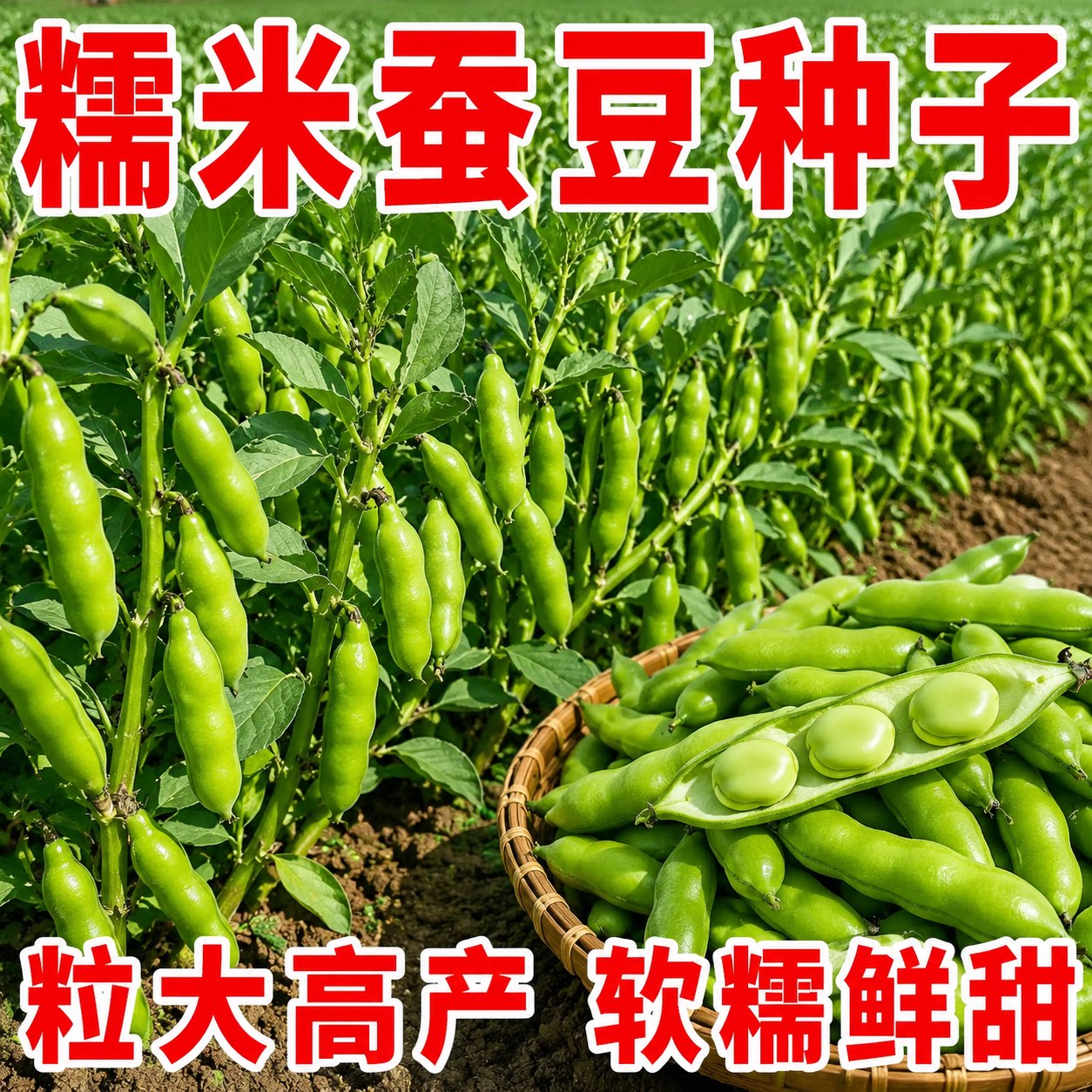特大糯米蚕豆种子高产早熟耐寒