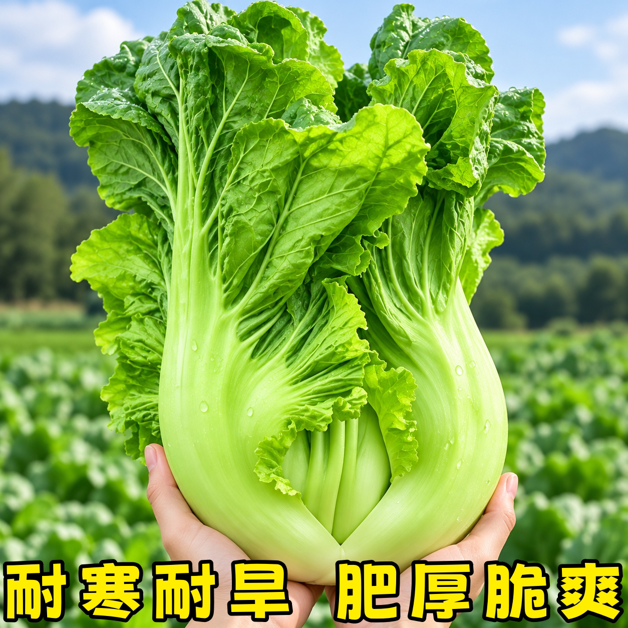 潮州大三叶包心芥菜种子秋冬播