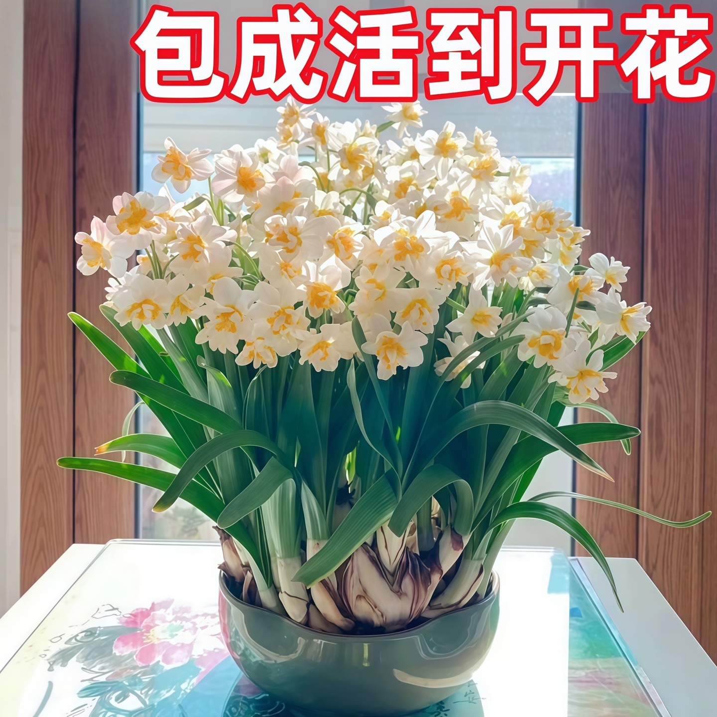 漳州水仙花种球耐寒花卉好养易活
