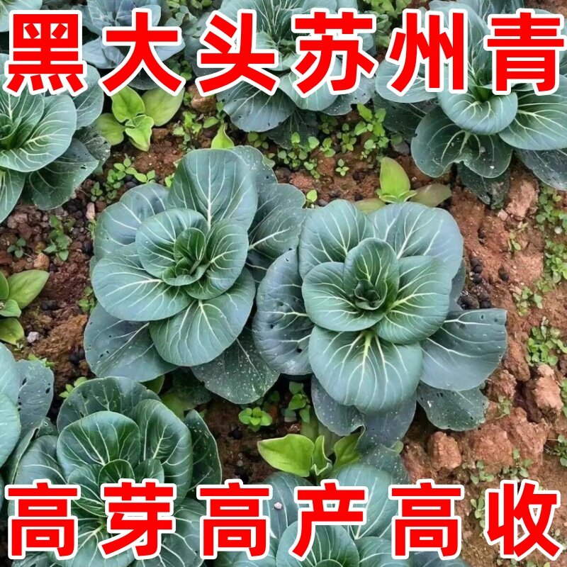 黑甜糯黑大头黑种子叶矮脚苏州青种籽四季小白菜孑上海青种子大全