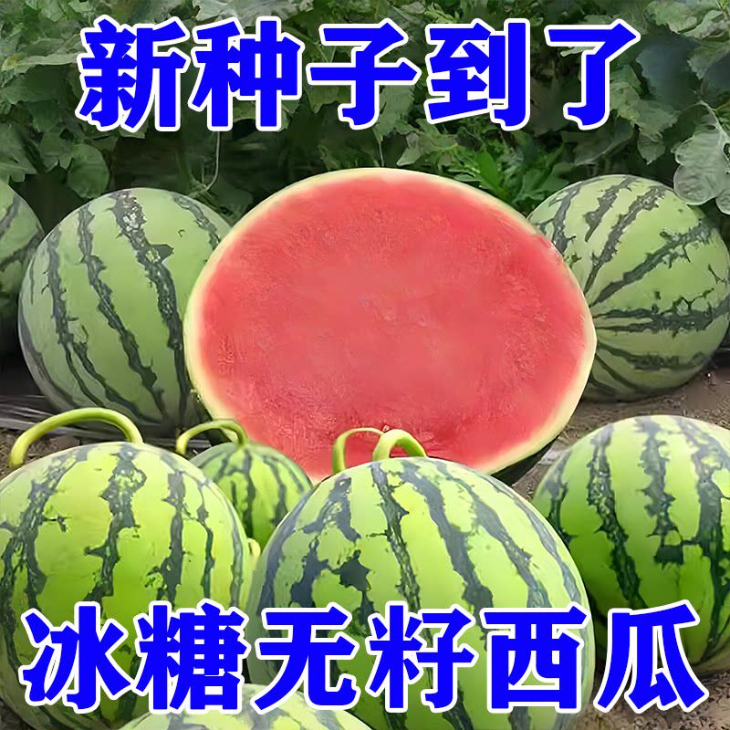 农科院冰糖麒麟无籽高产西瓜种子