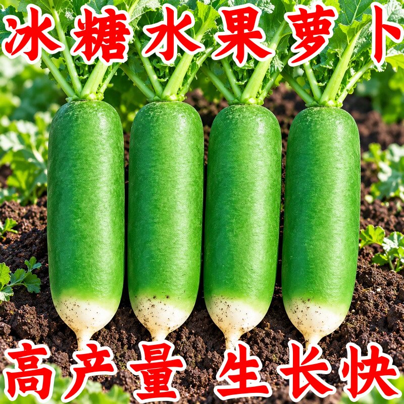 正宗潍坊沙窝冰糖心萝卜种子甜脆