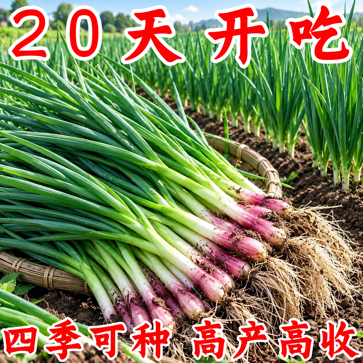 四季阳台盆栽小香葱种子速生浓香