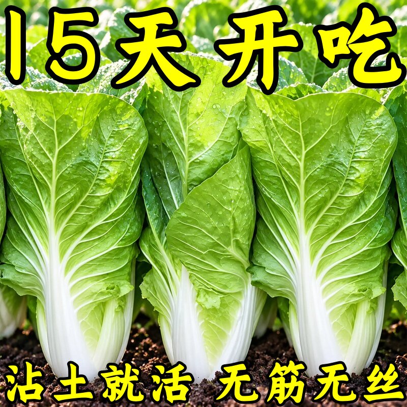 速生早熟耐热小白菜种子15天可吃
