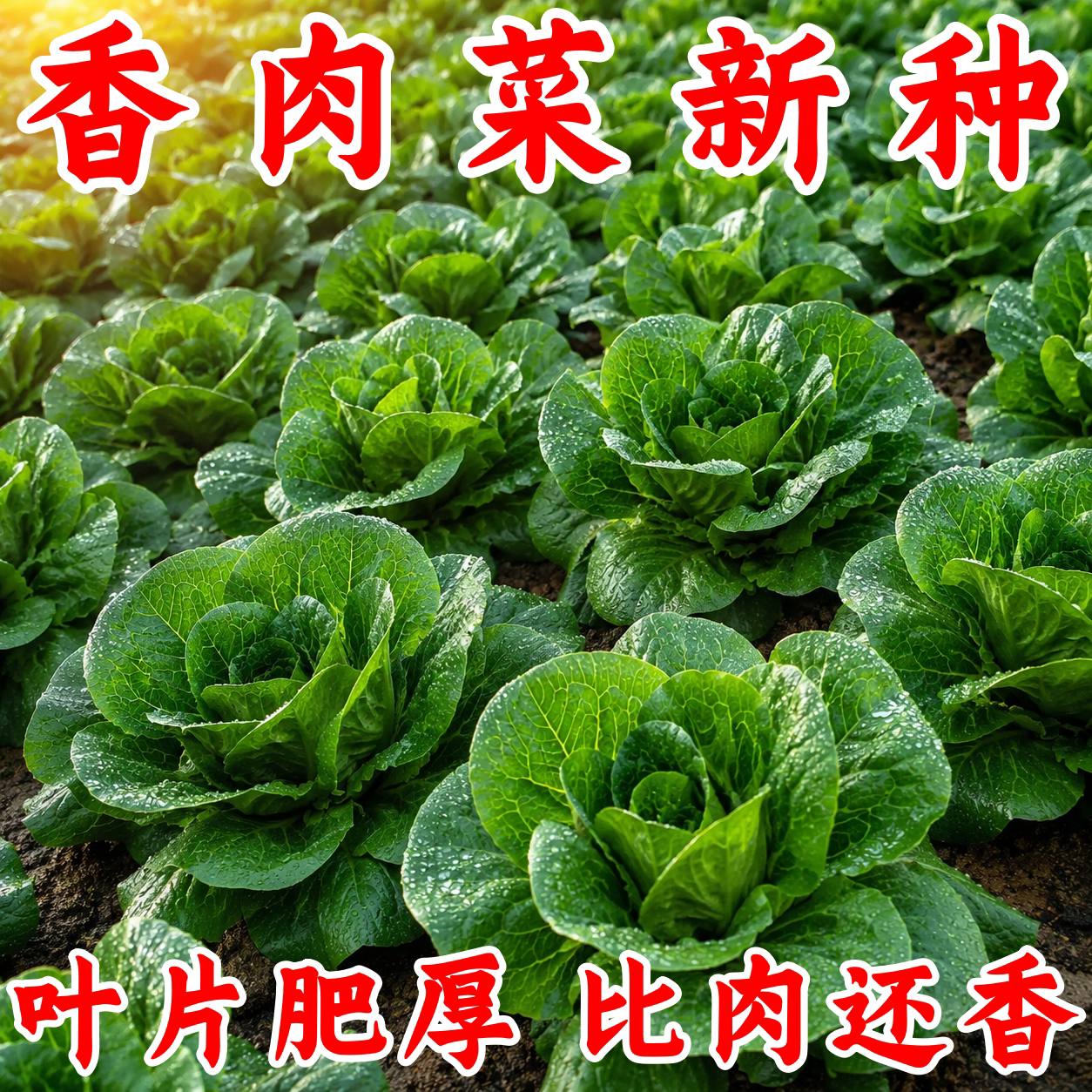 北京香肉菜种子春秋播耐寒耐热