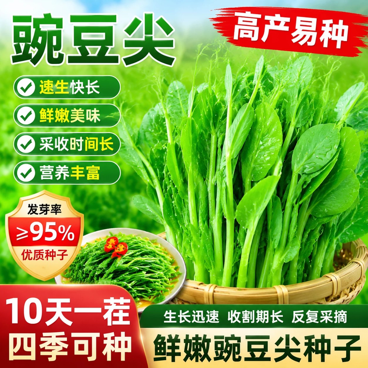 无须豌豆苗种子特大豌豆尖水培荷兰豆芽苗菜春秋冬四季播蔬菜种子