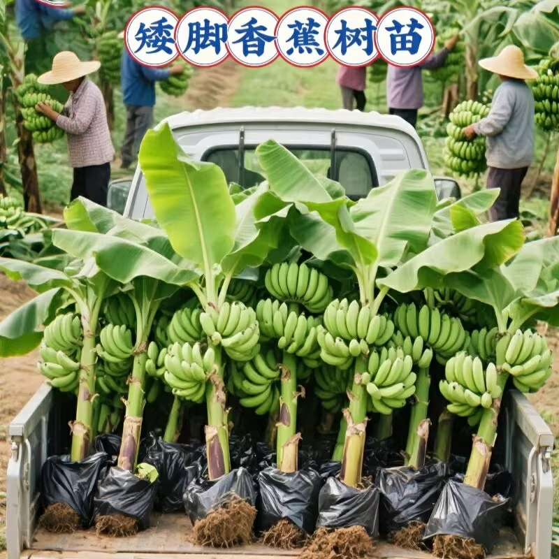香蕉树苗芭蕉小米蕉苗粉蕉苗皇帝焦西贡蕉红蕉中蕉易种植带土矮化