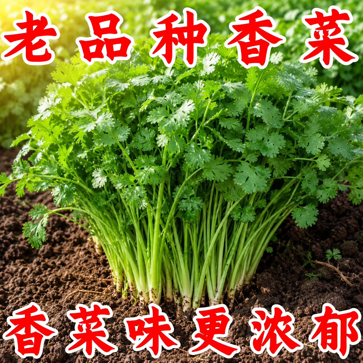 香菜种子四季大叶阳台易种盆栽