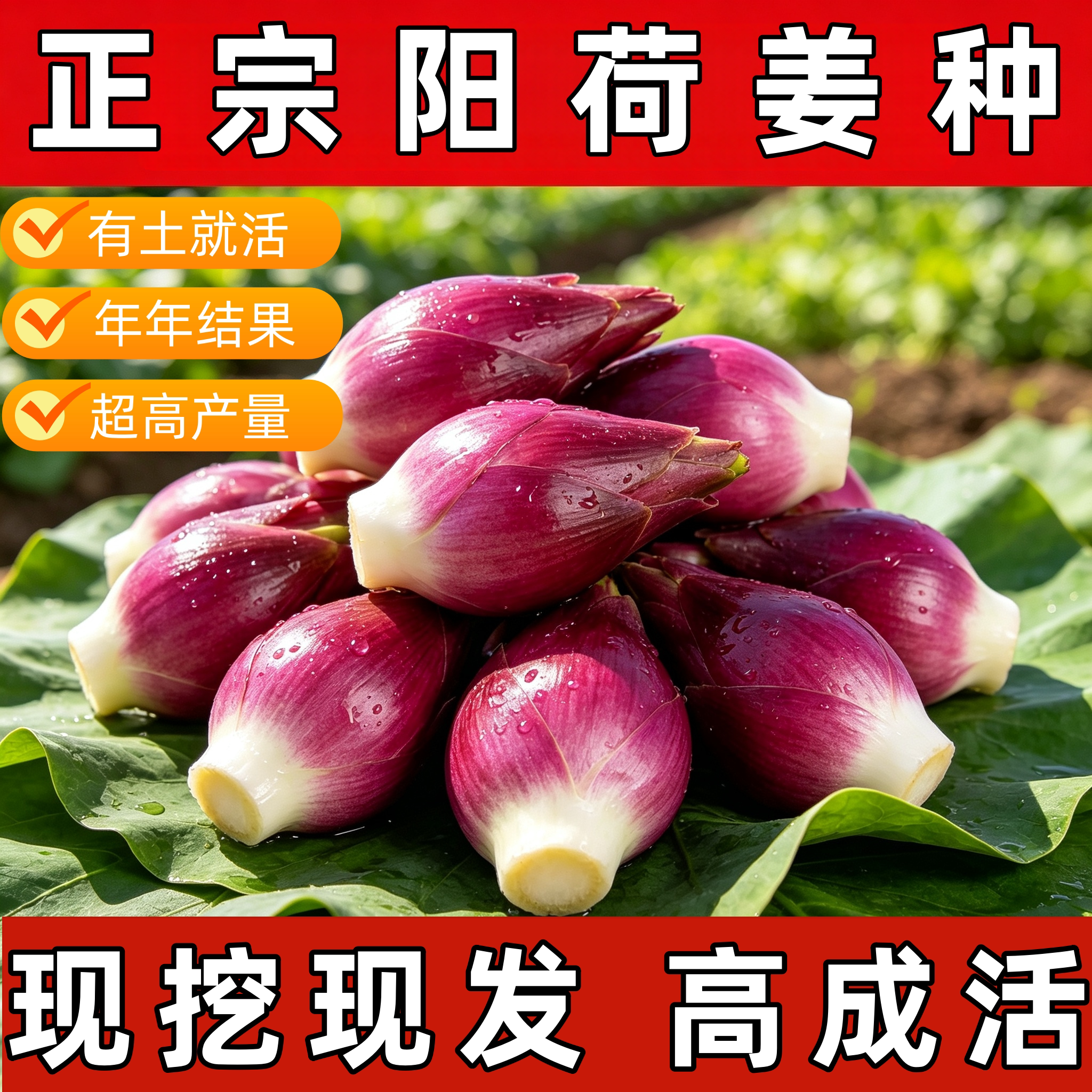 新鲜阳荷姜种根苗种子