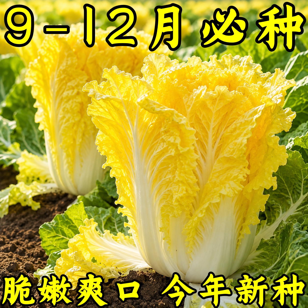 北京小杂56鸡蛋黄高产耐寒白菜籽
