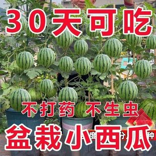 超甜小糖丸西瓜种子蜜蜂少籽吊瓜四季种植阳台庭院盆栽水果西瓜子