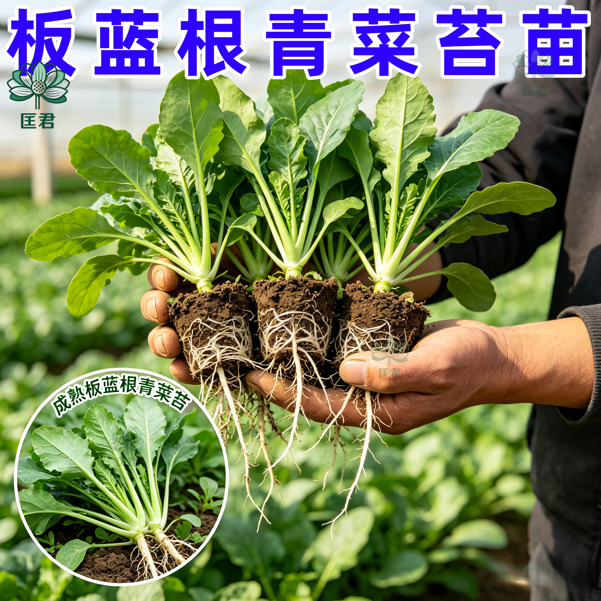 板蓝根青菜苗秋冬耐寒现拔现发