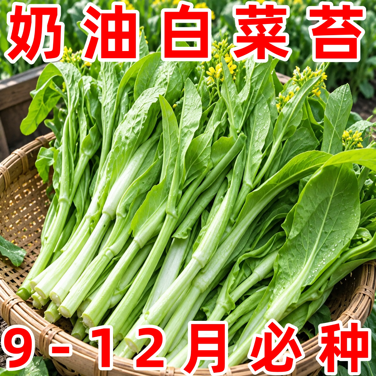 早熟高产多芽白菜苔种子