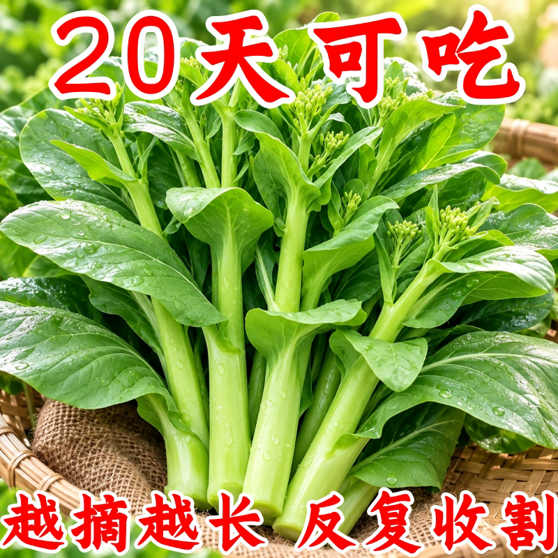 四季播优质白菜苔菜心种子