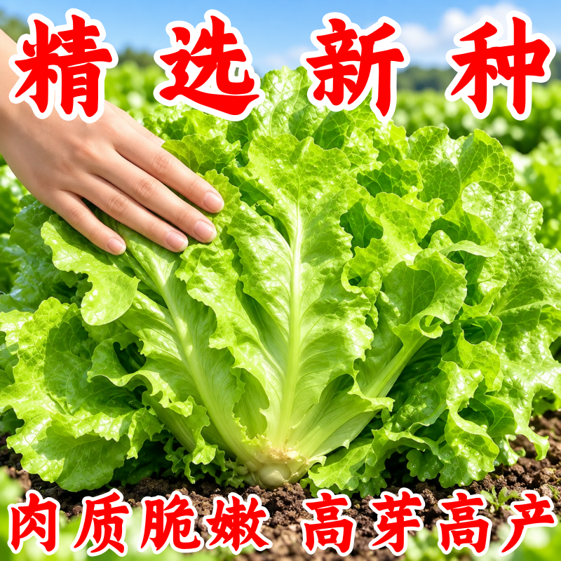 意大利生菜种子四季耐热耐寒阳台