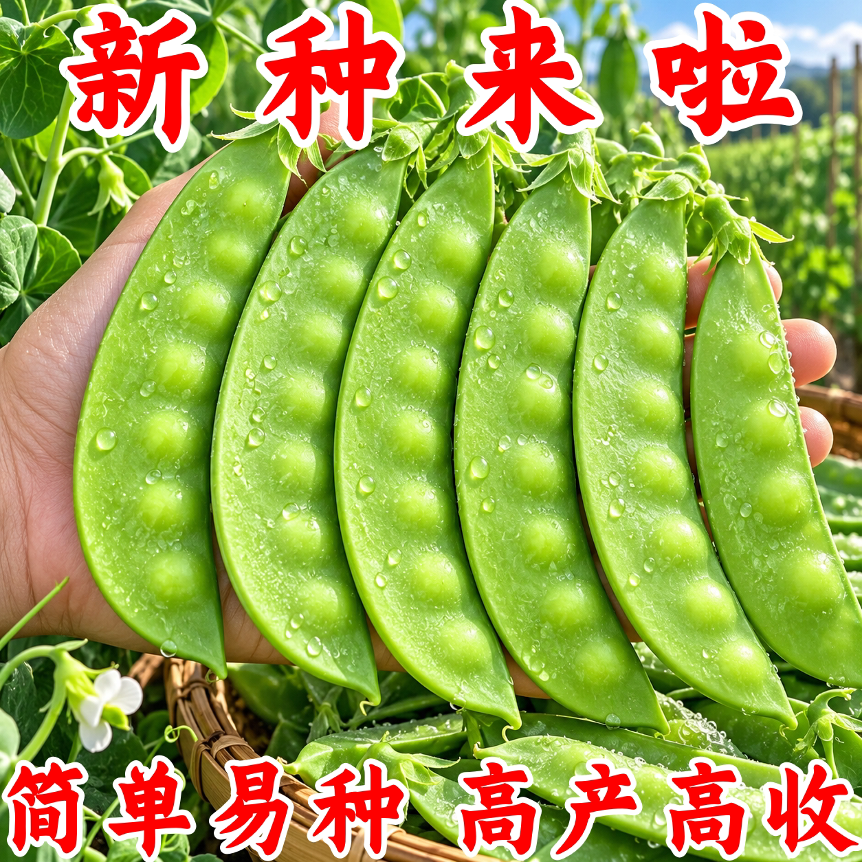 甜脆荷兰豆种子高产耐寒秋冬播
