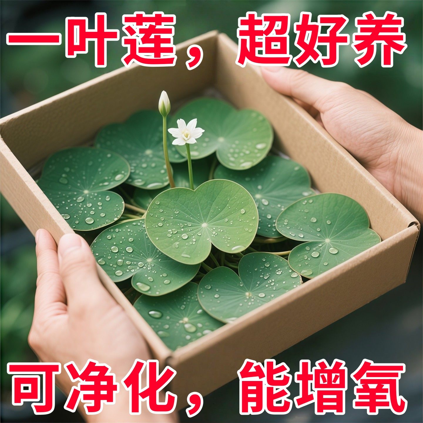 一叶莲无土水生水培植物水生水养鱼盆池碗莲盆栽莲花水养池塘水生,鲜花速递/花卉仿真/绿植园艺,红掌/凤梨/温室花卉,淘宝优惠券,粉丝福利购,淘宝优惠卷