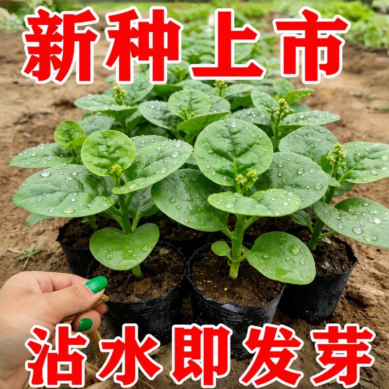 大叶木耳菜种子四季阳台盆栽