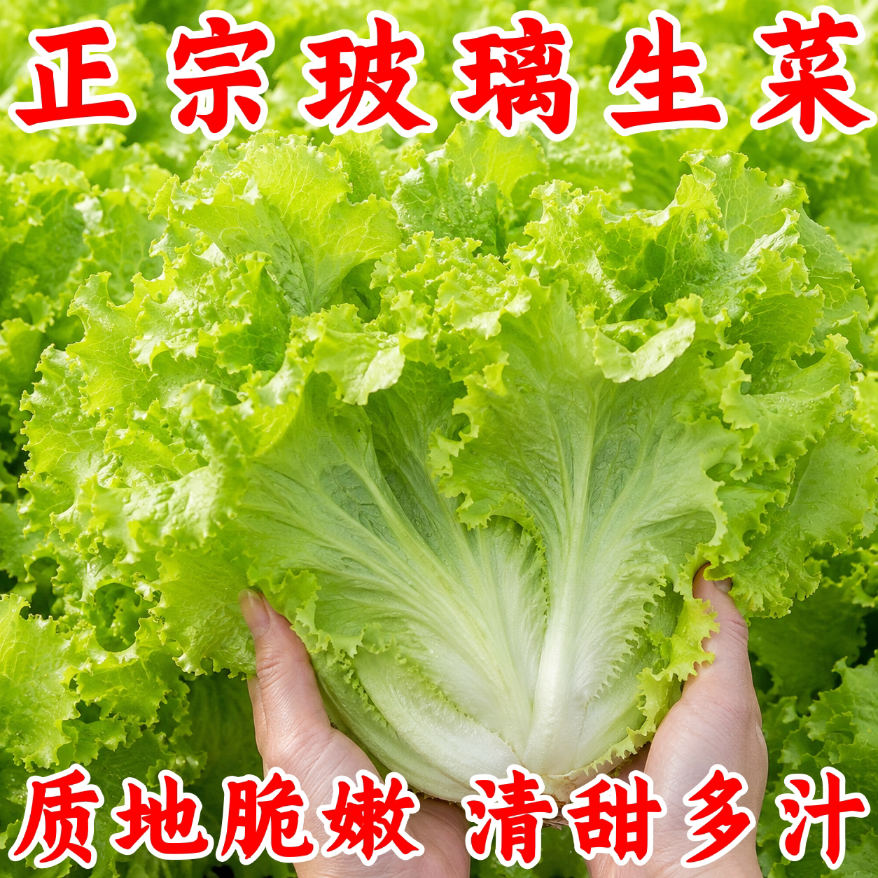 甜脆玻璃生菜种子四季播易种