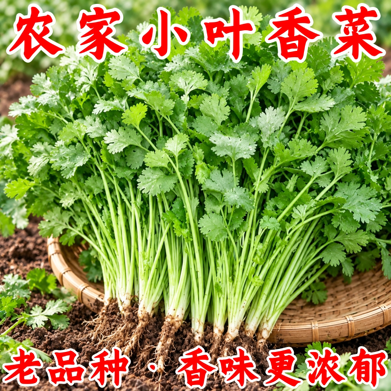 四季速生香菜种子农家种浓香