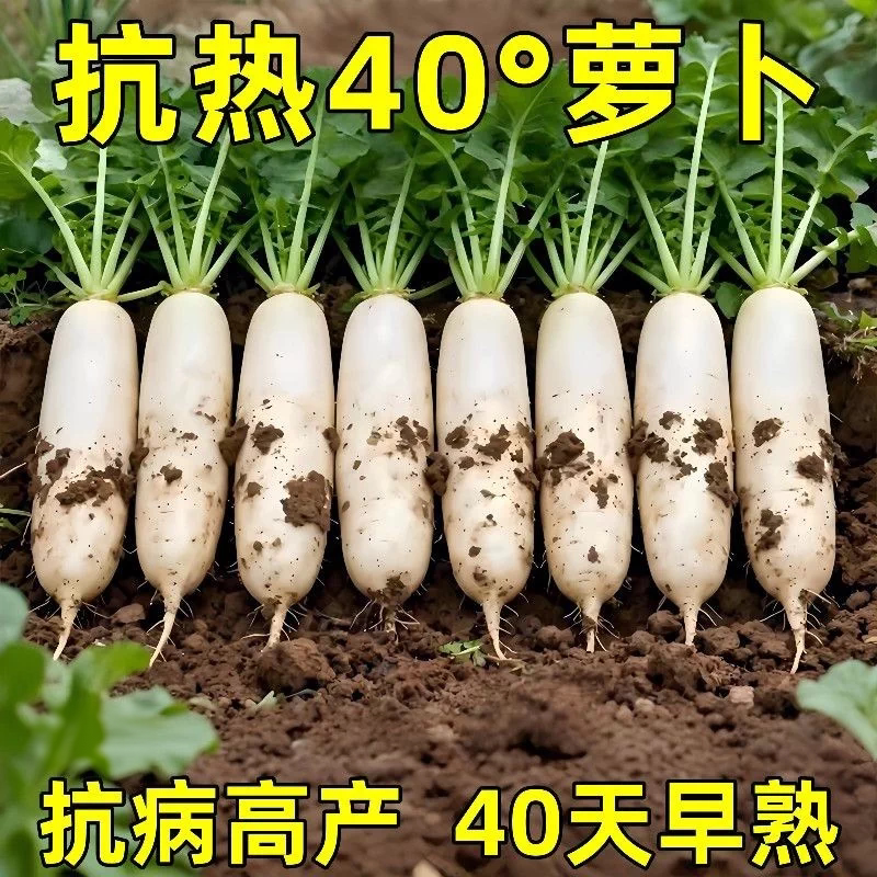 夏季耐高温40度大白萝卜种子