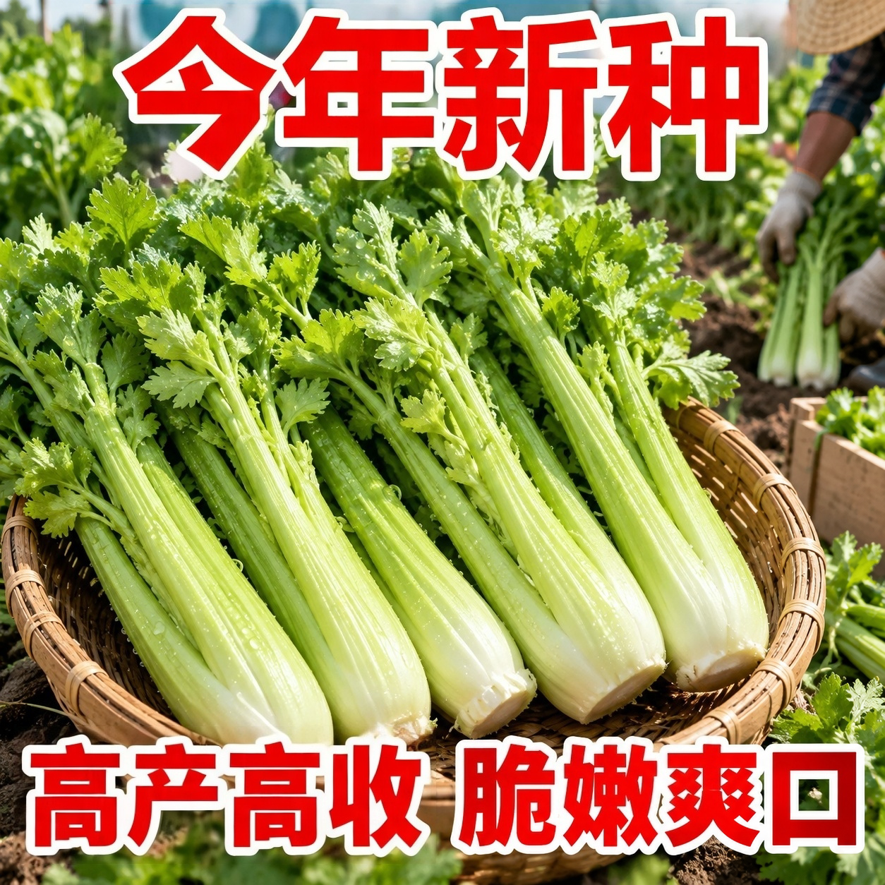 云南水果西芹种子一年生蔬菜
