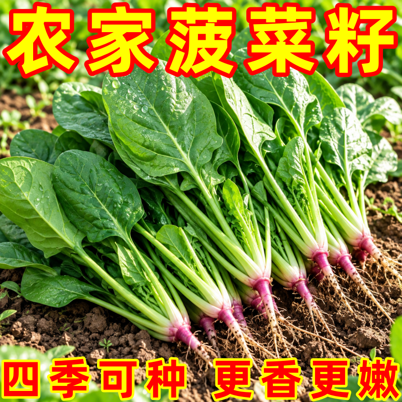 小叶土菠菜种子非转基因留种