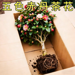 茶花树苗山茶花盆栽四季香妃五色赤丹室内花卉花苗阳台开花植物