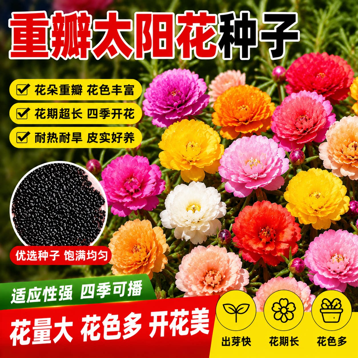 重瓣太阳花种子多色四季易活