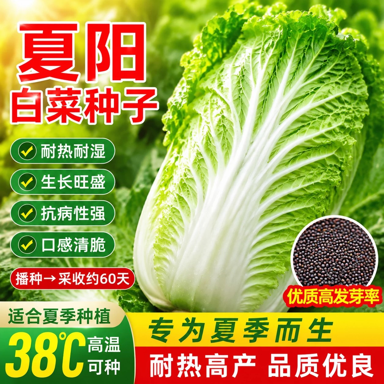 夏阳大白菜种子50天早熟抗热