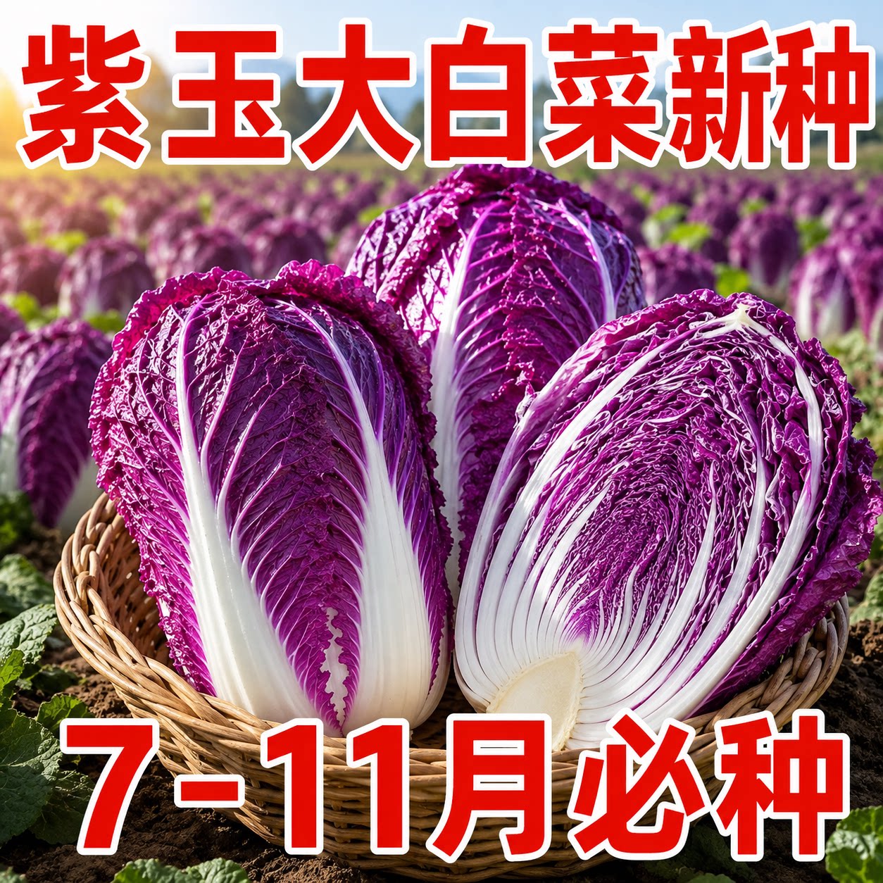 稀有紫白菜种子秋季播娃娃白菜