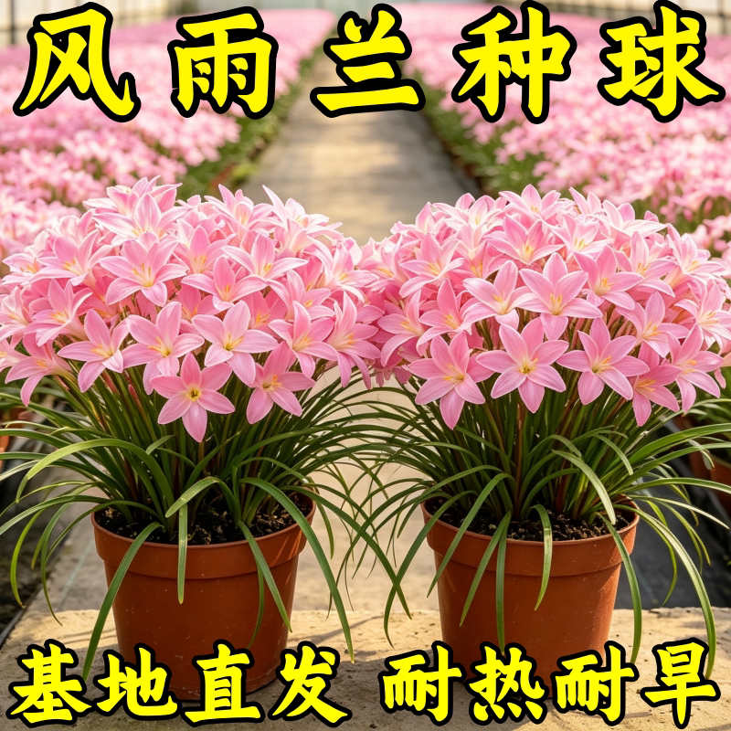 重瓣风雨兰盆栽好养易活