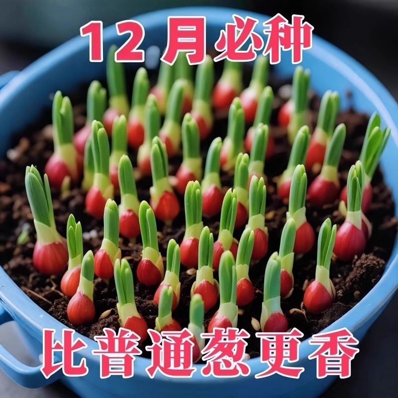 四季阳台盆栽小香葱种子