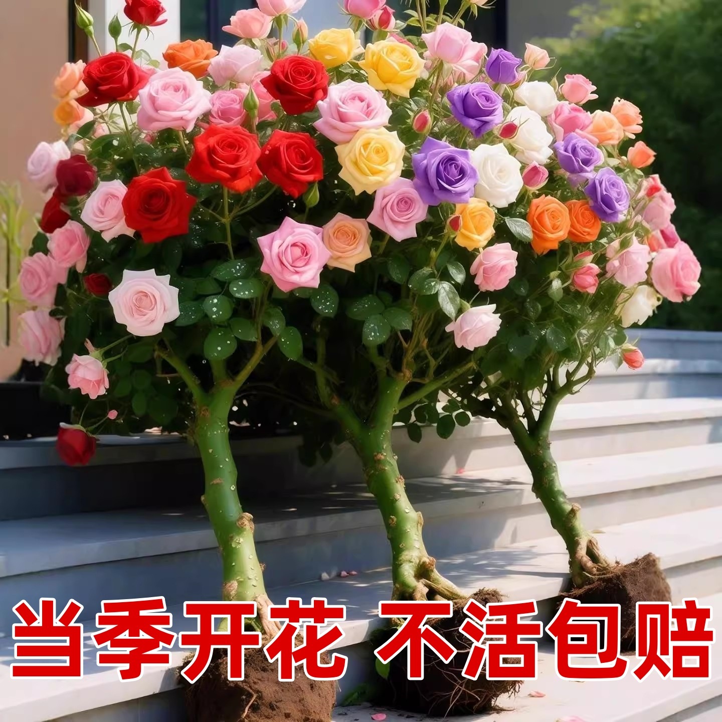 多色玫瑰花老桩老根浓香花卉
