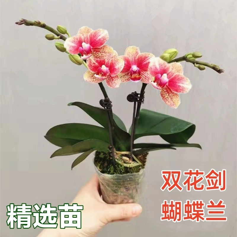 双蝴蝶兰盆栽兰花大苗带花剑带花苞泗季开花室内花好养易成活,鲜花速递/花卉仿真/绿植园艺,种苗/半成品盆栽,淘宝优惠券,粉丝福利购,淘宝优惠卷