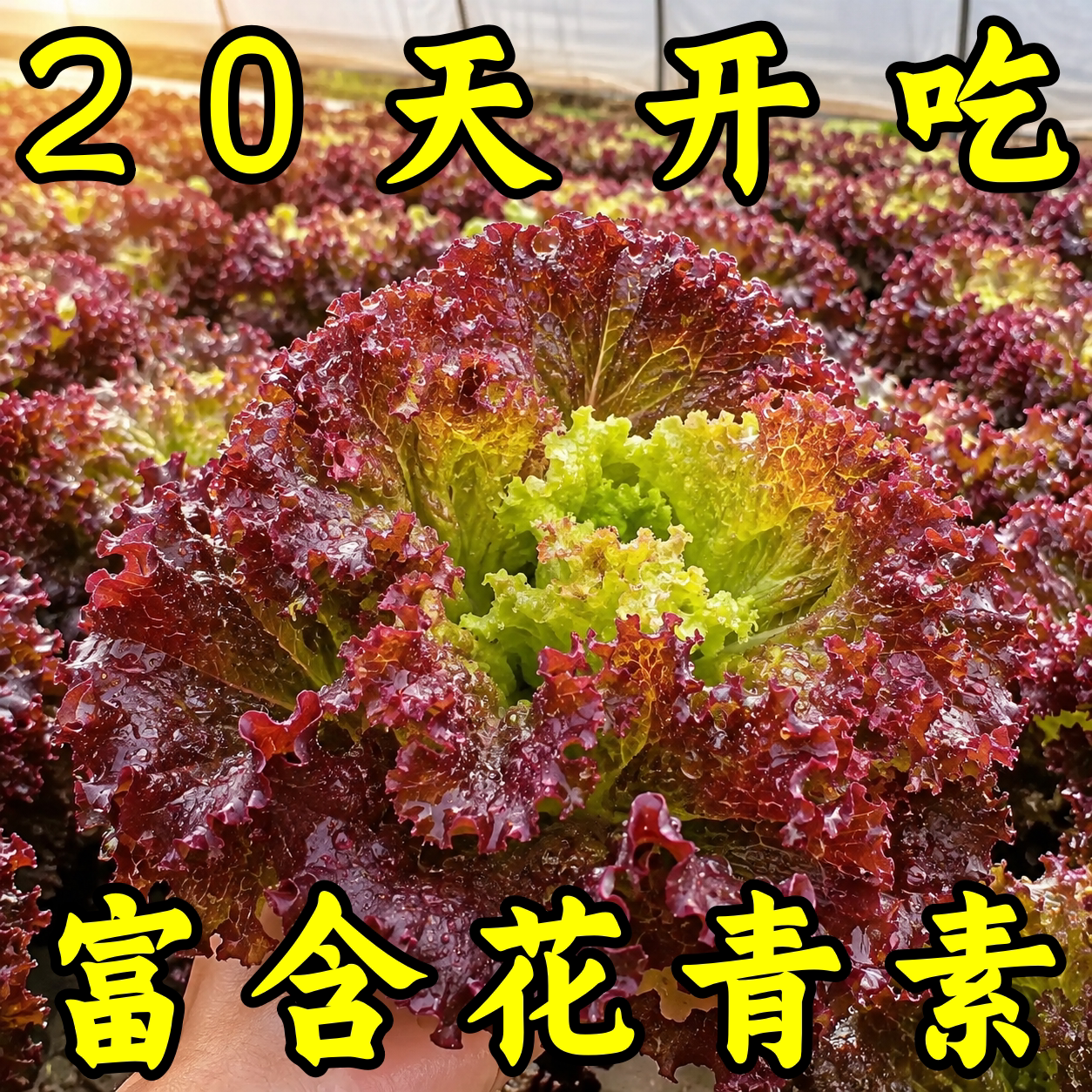 紫叶生菜种子四季可播易活