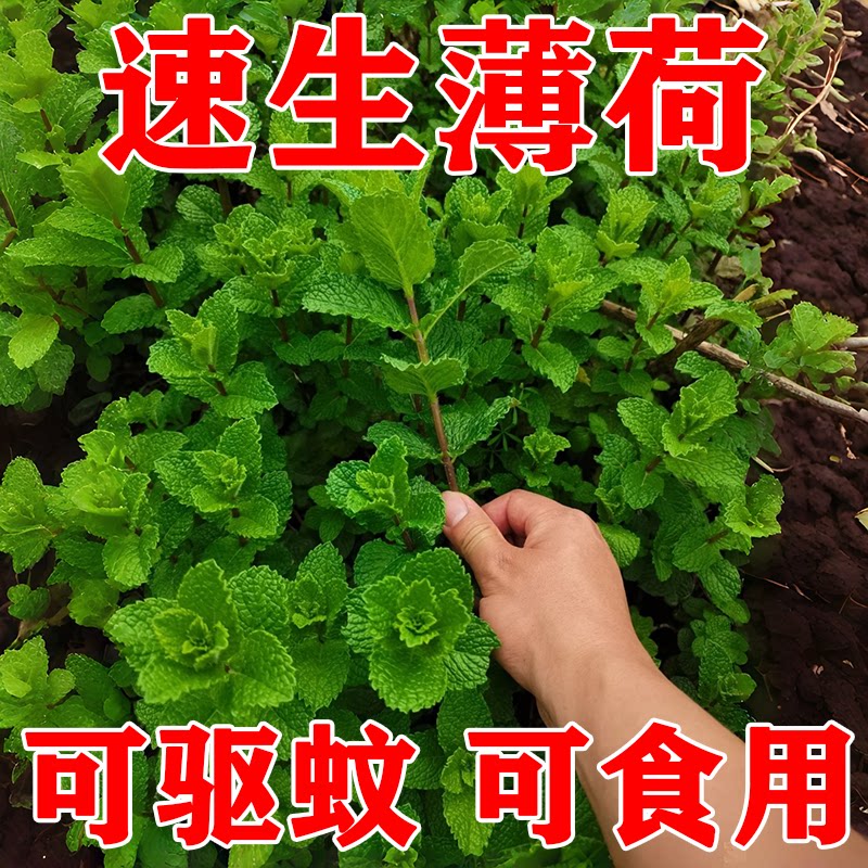 可食用驱蚊猫薄荷盆栽香薰四季