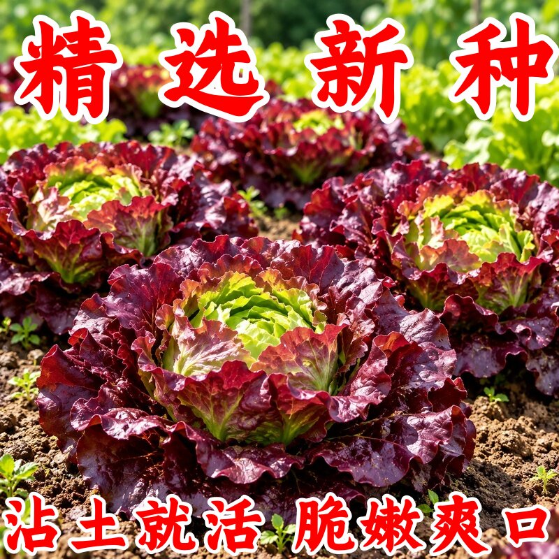 奶油汉堡咖啡紫生菜种子甜脆多汁