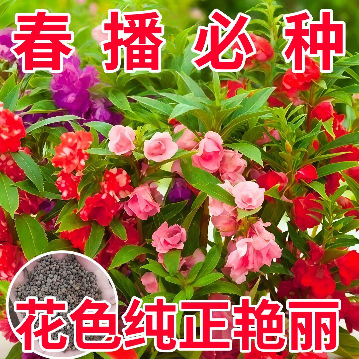 重瓣凤仙花种子四季可播易开花