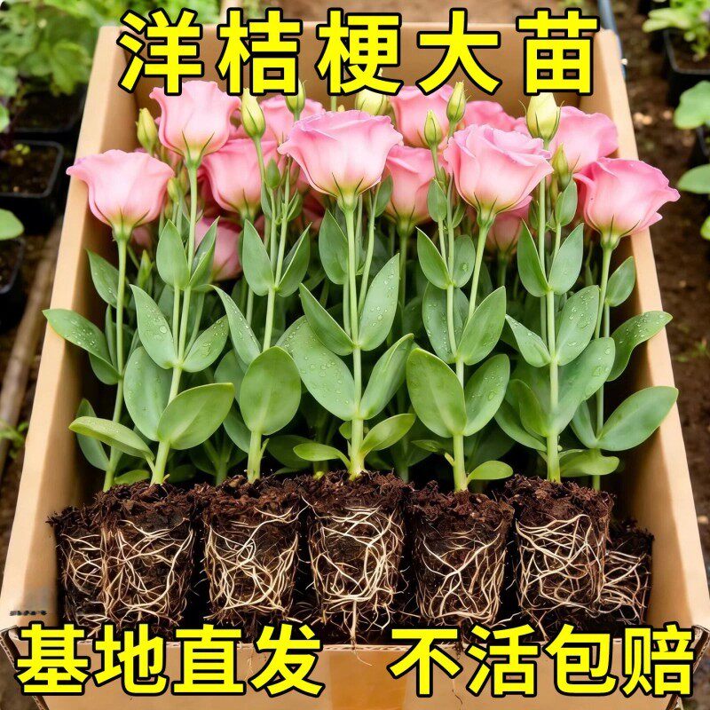 云南重瓣洋桔梗花苗易养大花