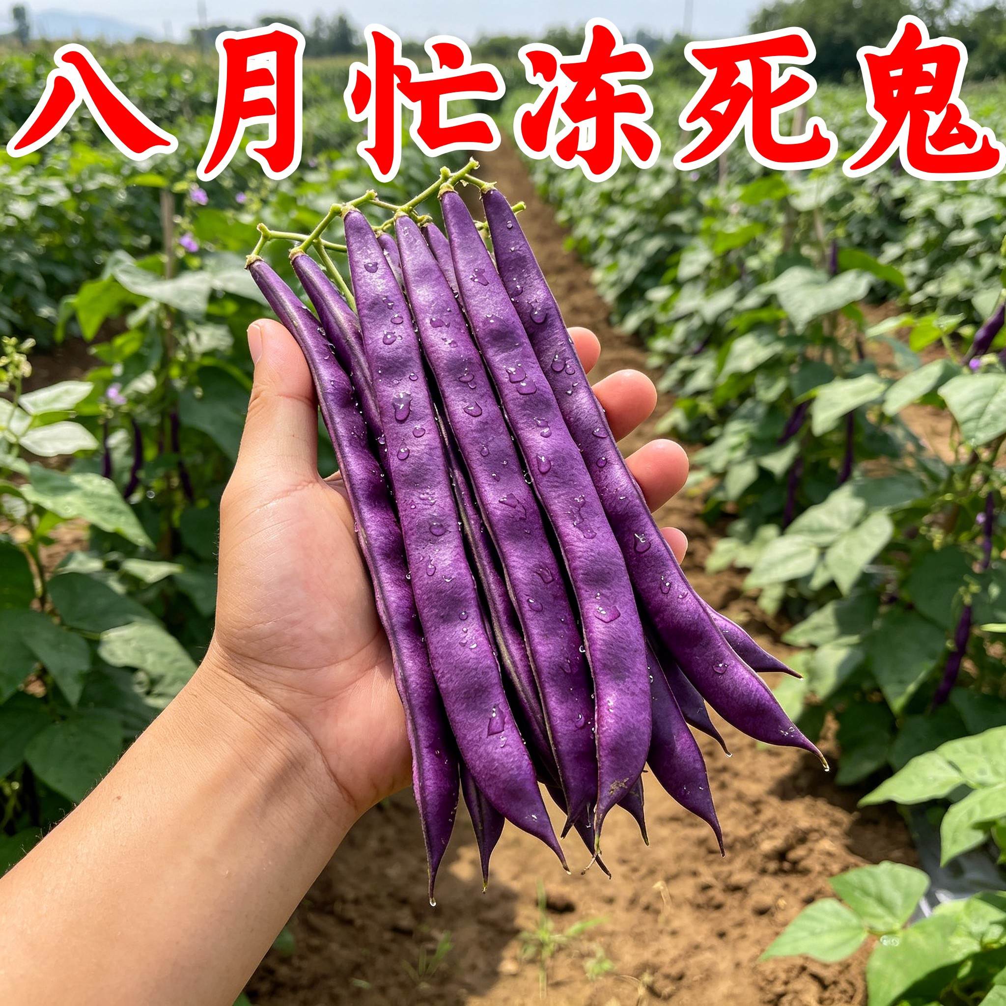 八月忙冻死鬼豆角耐寒耐热七彩无筋芸豆角紫芸豆花菜包邮