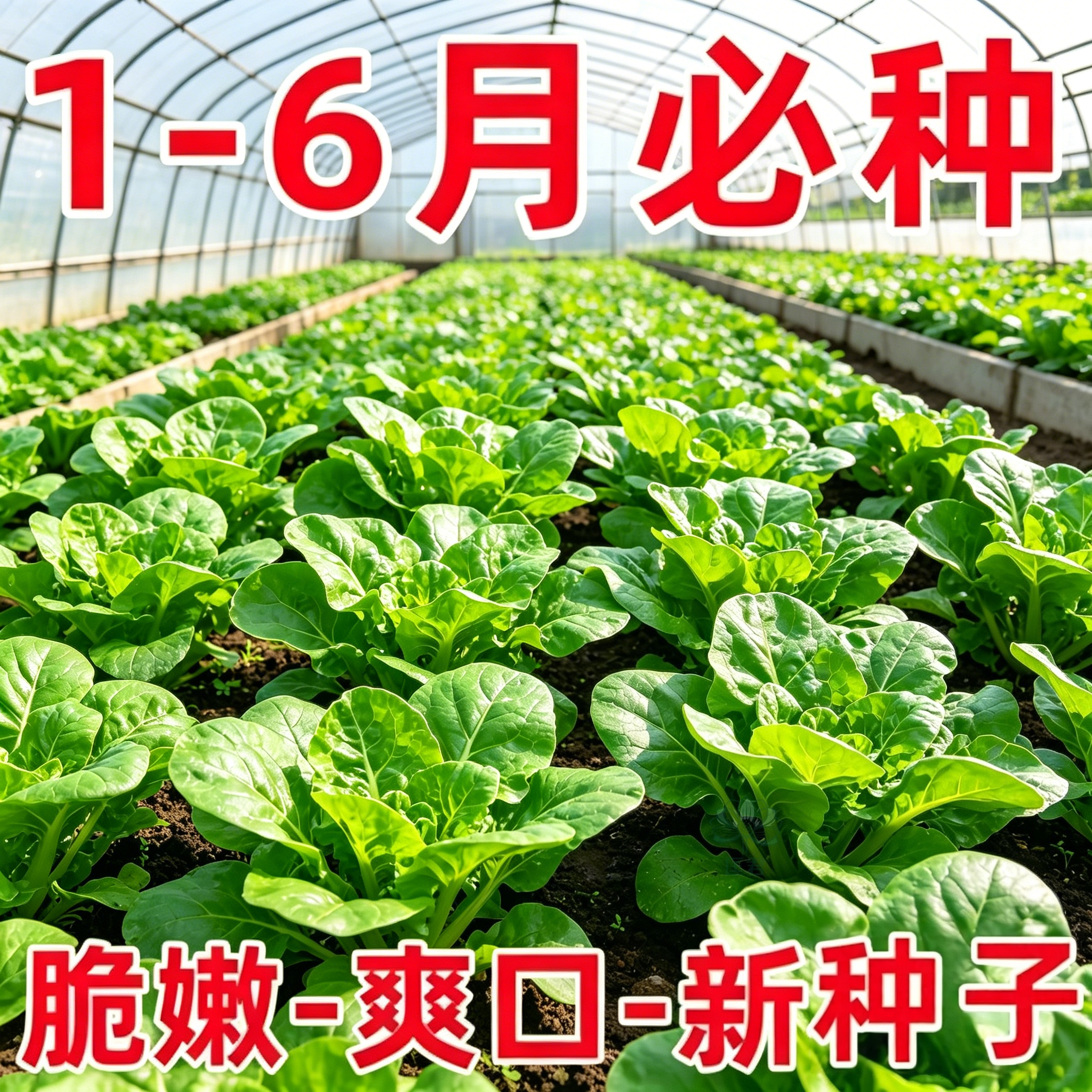 孔雀菜四季播不打药不生虫脆甜